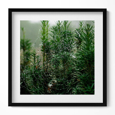 Obraz v rámu efektivní Pavučina s rosou na stromě