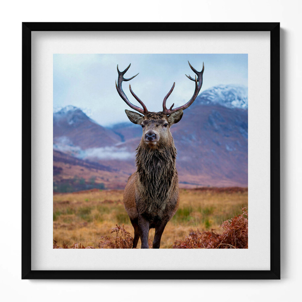 Obraz v rámu efektivní Majestátní jelen na horské mýtině