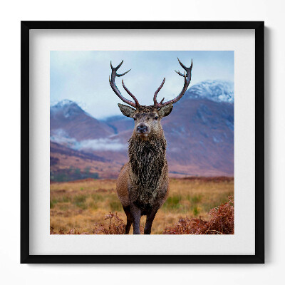 Obraz v rámu efektivní Majestátní jelen na horské mýtině