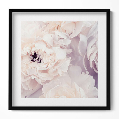 Obraz v rámu efektivní Jemné květy pivoňky
