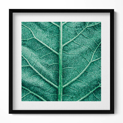 Obraz v rámu efektivní Detail listových žil