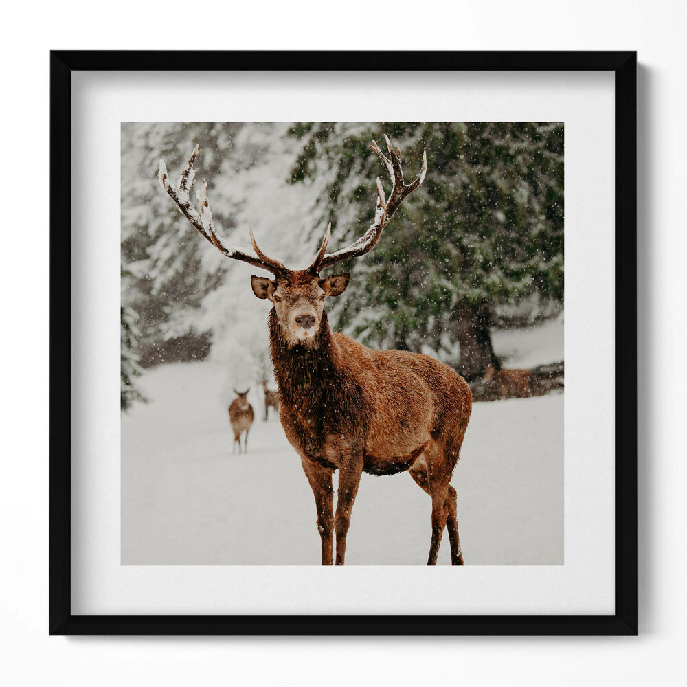 Obraz v rámu efektivní Jelen v zimním lese