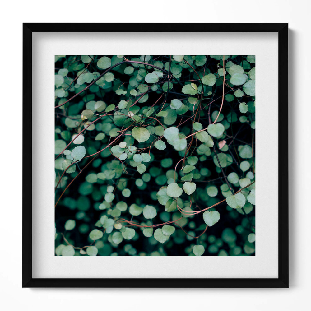 Obraz v rámu efektivní Drobné listy rostliny