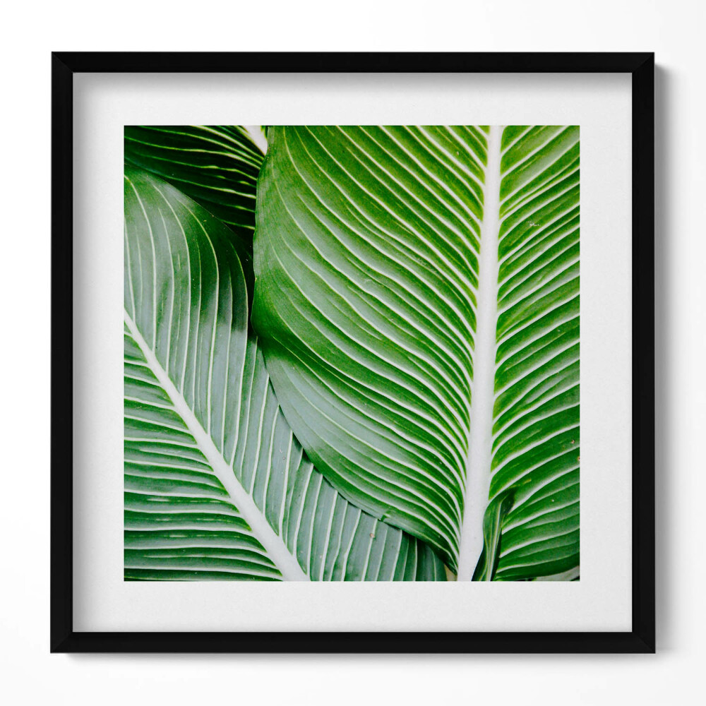 Obraz v rámu efektivní Exotické zelené listy