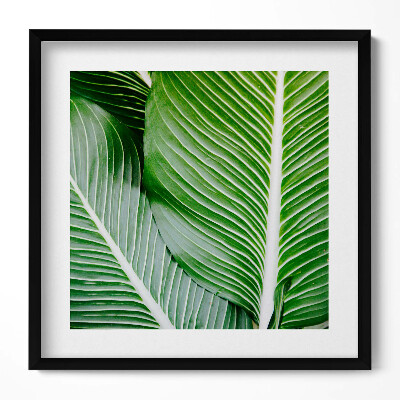 Obraz v rámu efektivní Exotické zelené listy