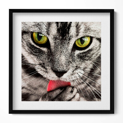 Obraz v rámu efektivní Šedé kotě s kočičíma očima