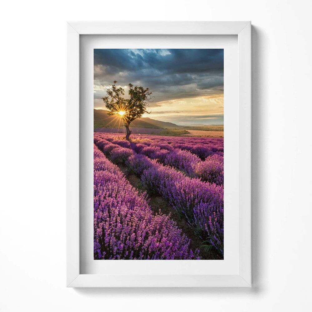 Obraz s rámem elegantní Krajina levandulového pole