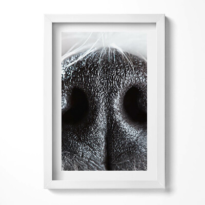 Obraz s rámem elegantní Detailní záběr zvířecího nosu