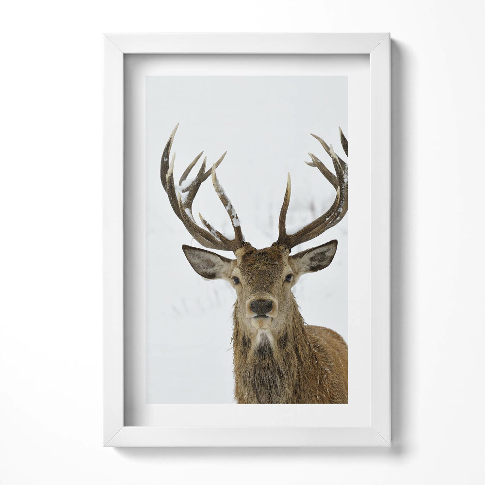 Obraz s rámem elegantní Majestátní zvíře, jelen