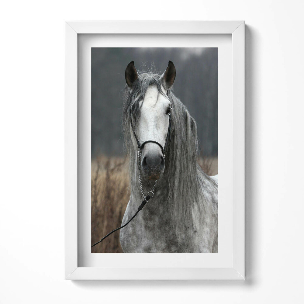 Obraz s rámem elegantní Oře z bílého koně