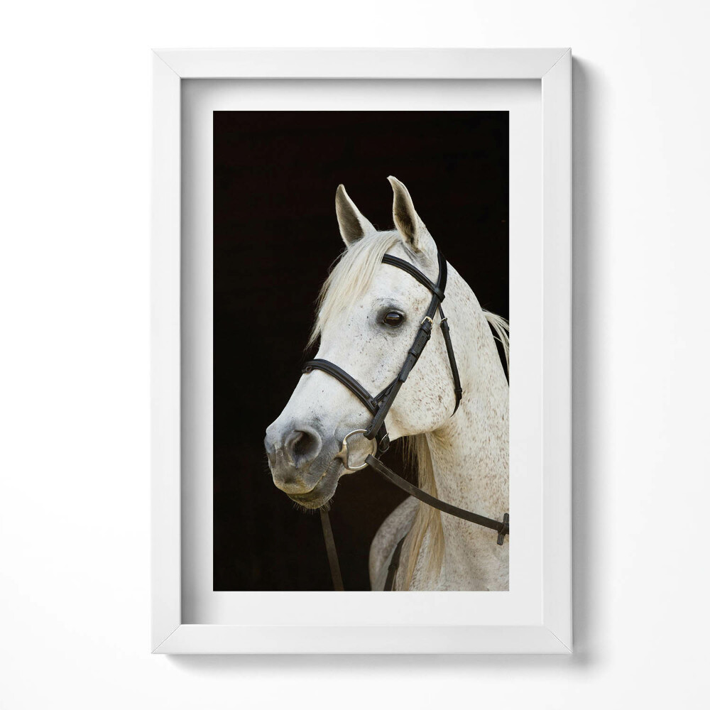 Obraz s rámem elegantní Bílý oř kůň
