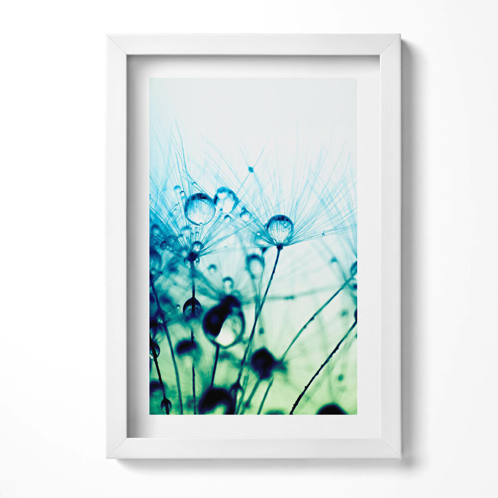 Obraz s rámem elegantní Kapky rosy na pampelišky