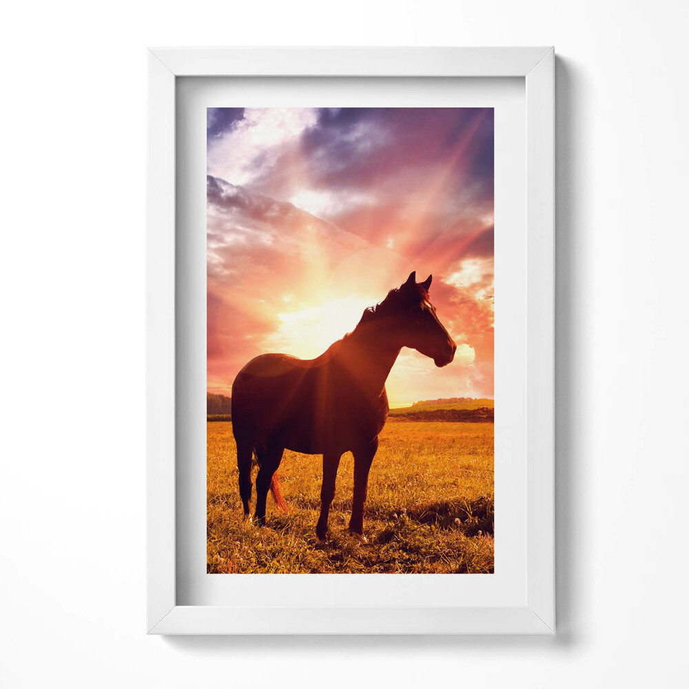 Obraz s rámem elegantní Kůň v poli při západu slunce