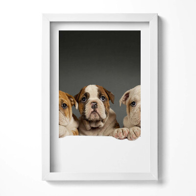 Obraz s rámem elegantní Tři štěňata psů