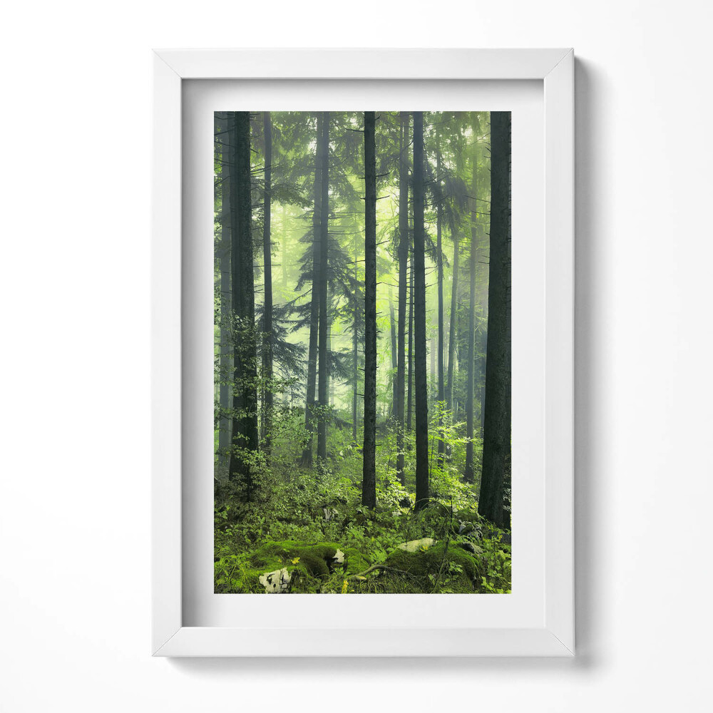 Obraz s rámem elegantní Krajina stromů a lesní vegetace