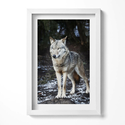 Obraz s rámem elegantní Divoké zvíře vlk v lese