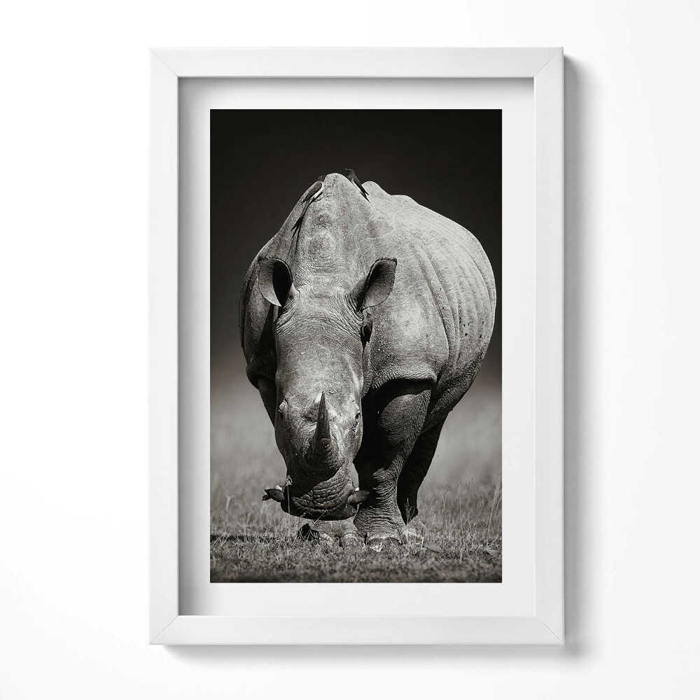 Obraz s rámem elegantní Černý a bílý nosorožec