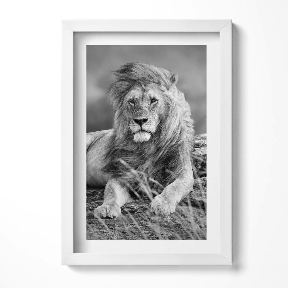 Obraz s rámem elegantní Majestátní zvířecí lev