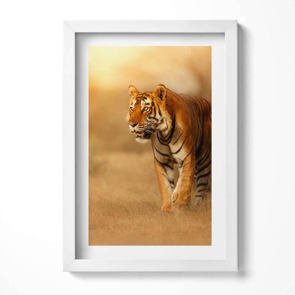Obraz s rámem elegantní Divoký tygr na lovu
