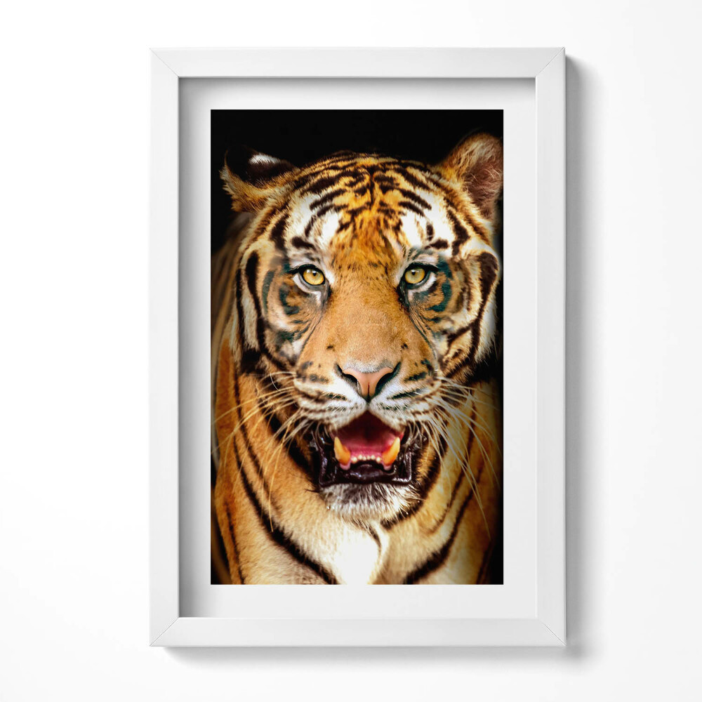 Obraz s rámem elegantní Expresivní divoká tygří kočka
