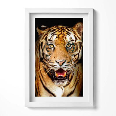 Obraz s rámem elegantní Expresivní divoká tygří kočka