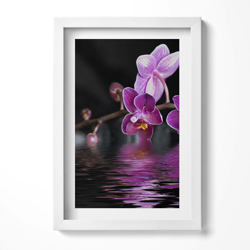 Obraz s rámem elegantní Růžový květ orchideje na vodě