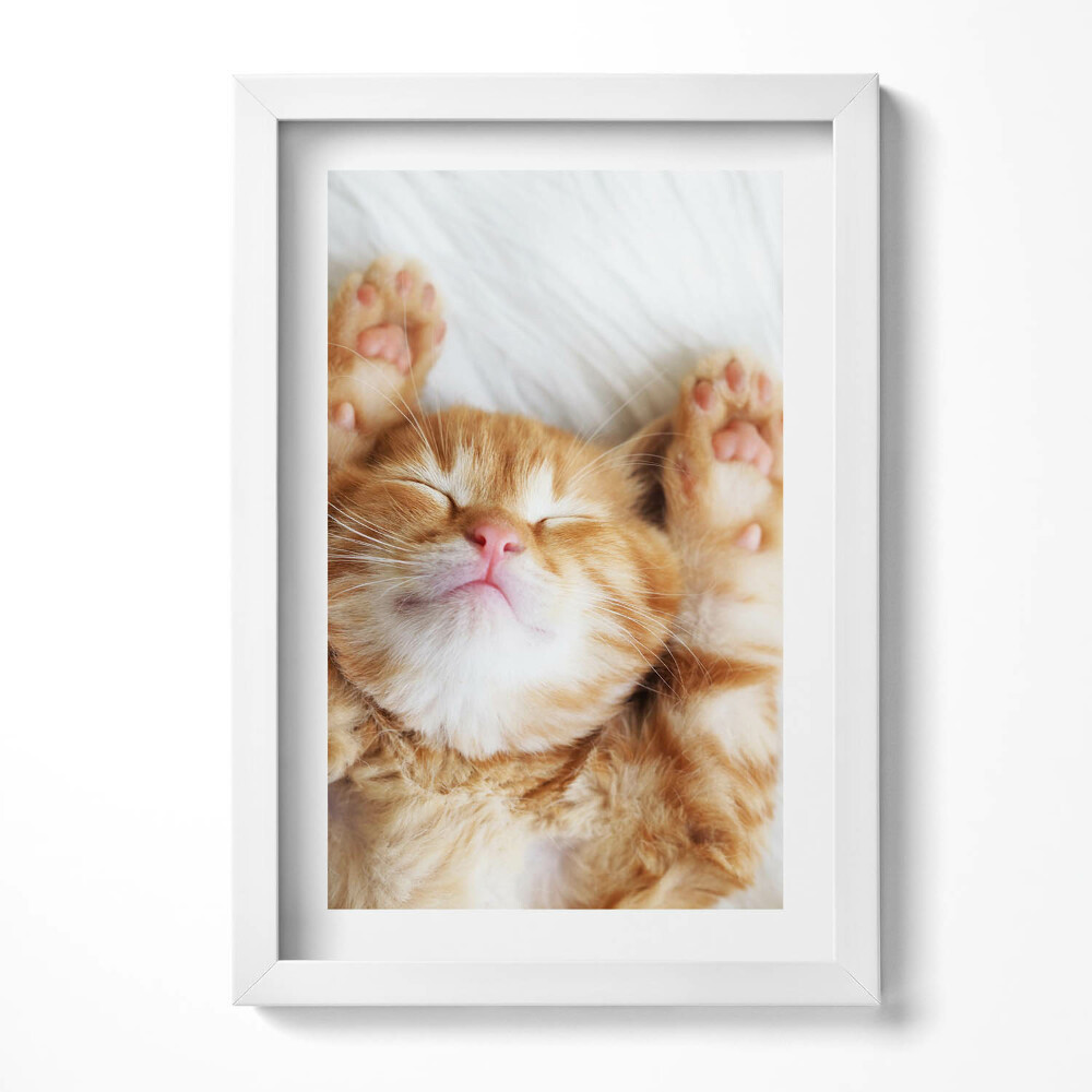 Obraz s rámem elegantní Malé spící kotě