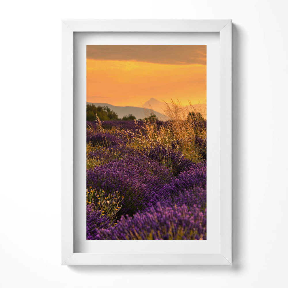 Obraz s rámem elegantní Levandulová louka Provence Francie