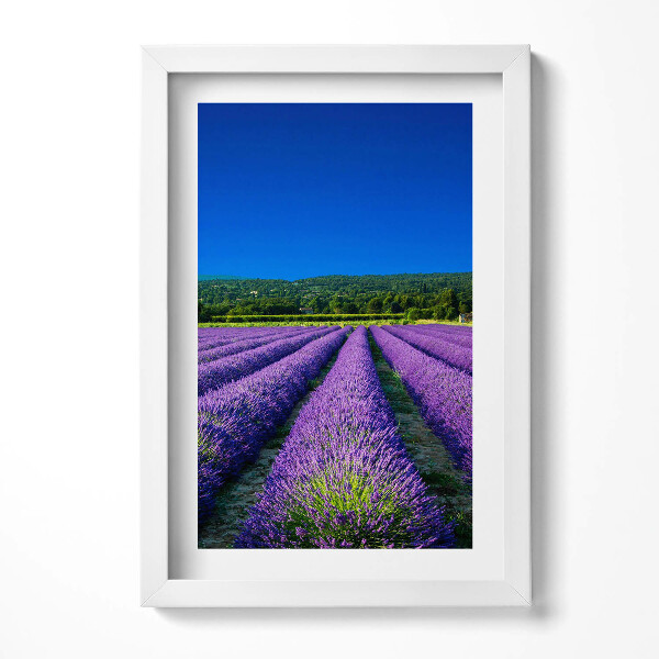 Obraz s rámem elegantní Levandulové pole v Provence
