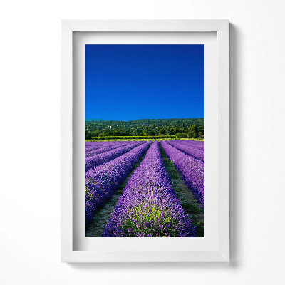 Obraz s rámem elegantní Levandulové pole v Provence