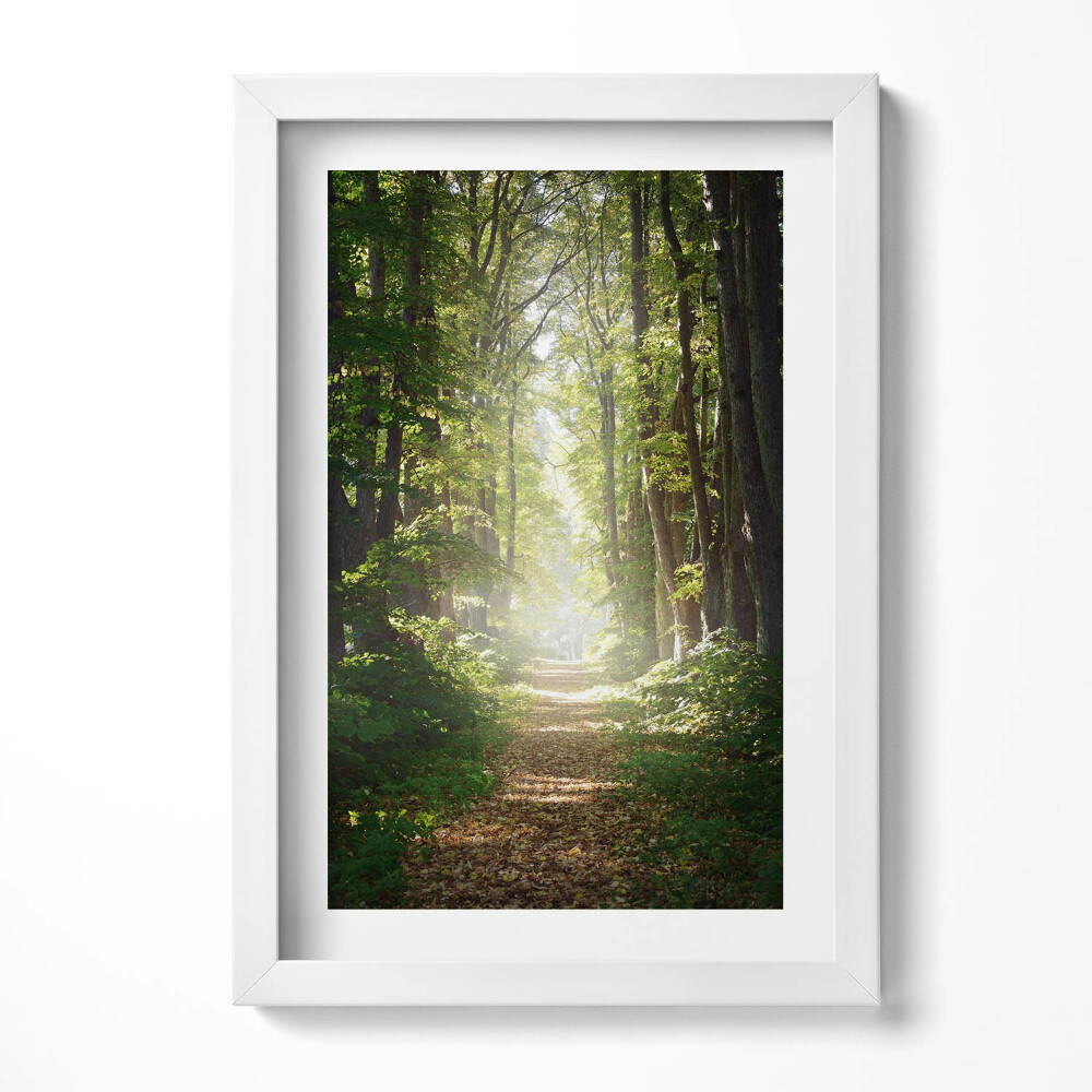Obraz s rámem elegantní Lesní cesta mezi stromy