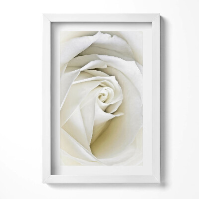 Obraz s rámem elegantní Jemné bílé okvětní lístky růží