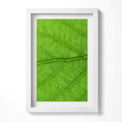 Obraz s rámem elegantní Zelené listové žilky