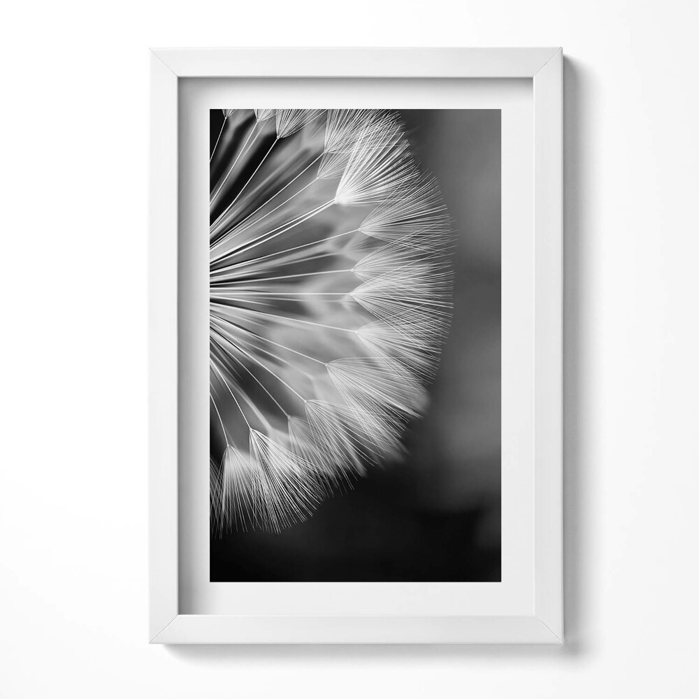 Obraz s rámem elegantní Černobílý detail pampelišky