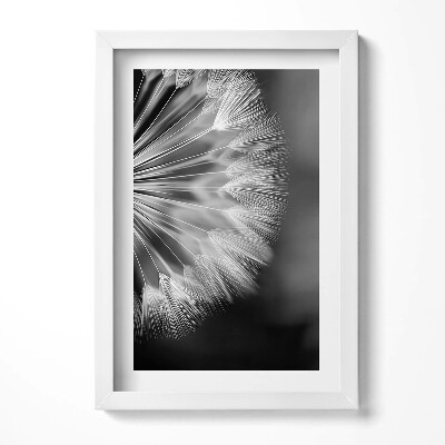 Obraz s rámem elegantní Černobílý detail pampelišky