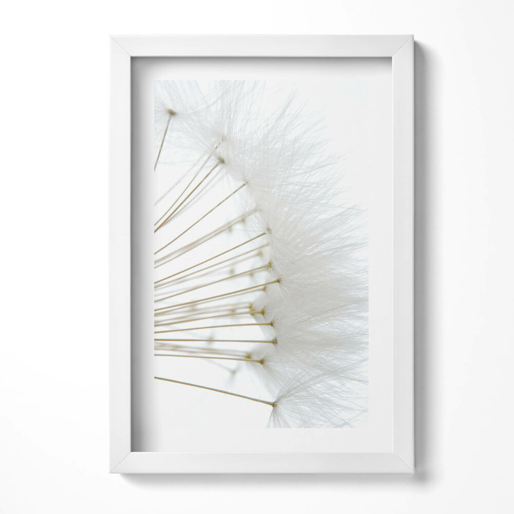 Obraz s rámem elegantní Bílé pampelišky