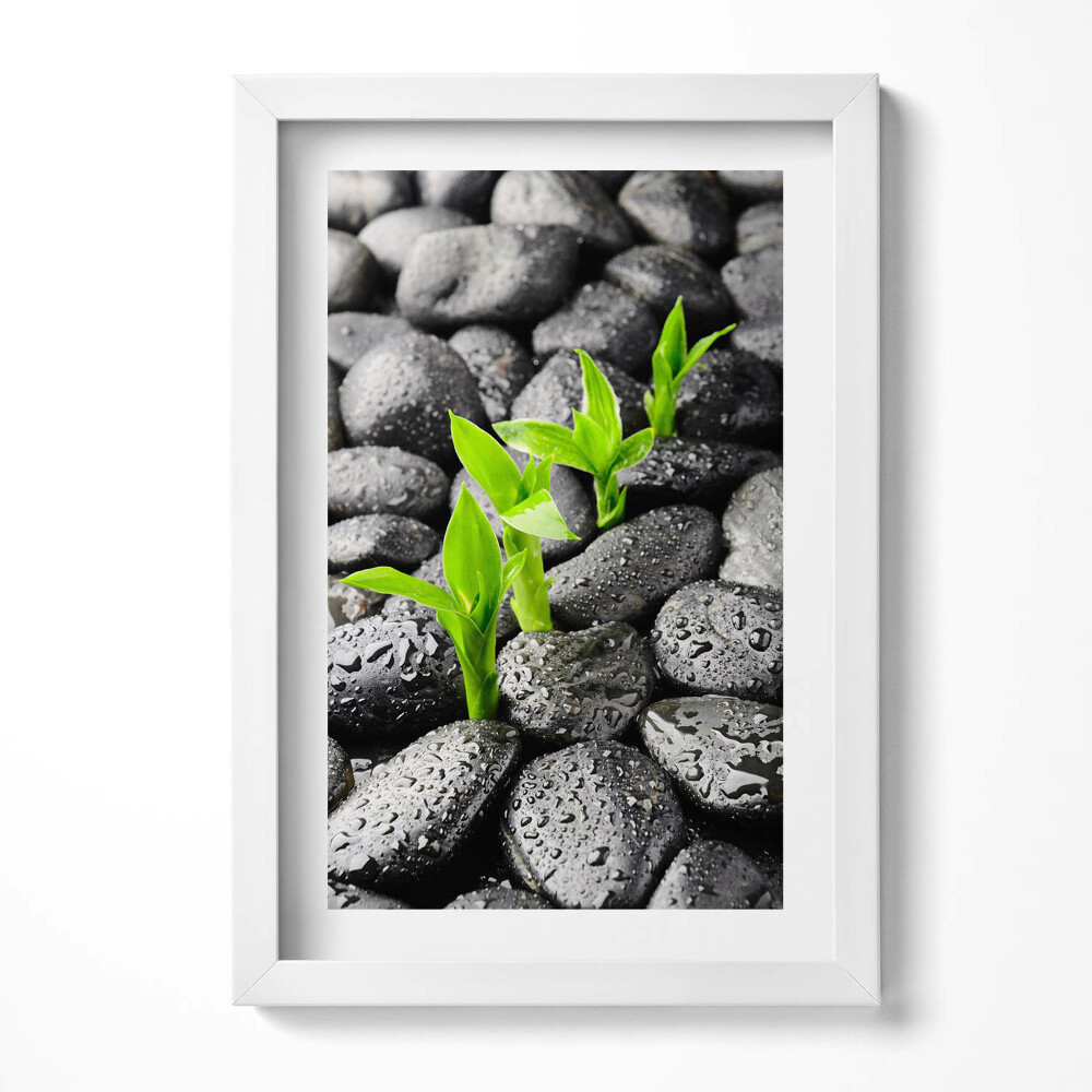 Obraz s rámem elegantní Zelené rostliny na mokrých kamenech