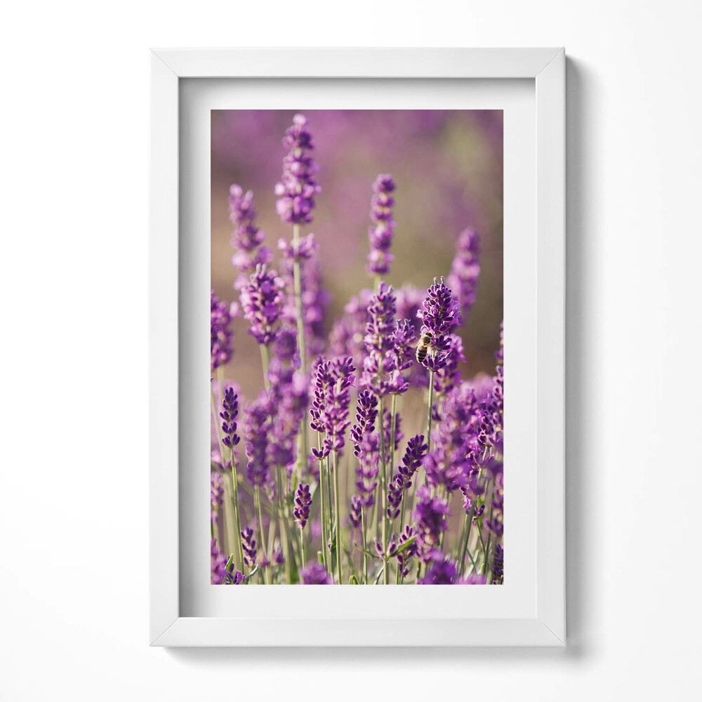 Obraz s rámem elegantní Levandulová květinová louka