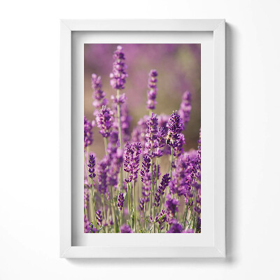 Obraz s rámem elegantní Levandulová květinová louka