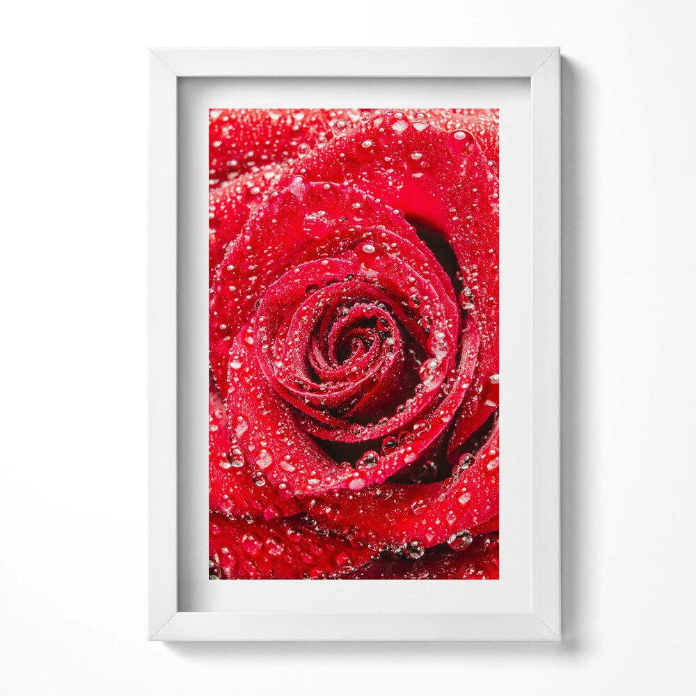 Obraz s rámem elegantní Rosa na okvětních lístcích červené růže