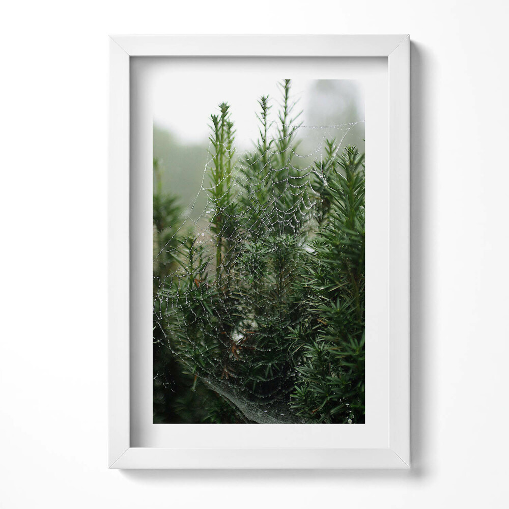 Obraz s rámem elegantní Pavučina s rosou na stromě