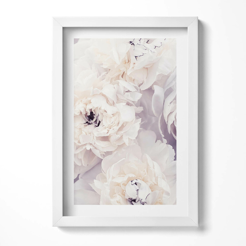 Obraz s rámem elegantní Jemné květy pivoňky