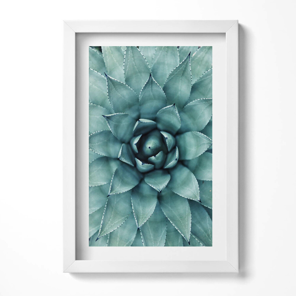 Obraz s rámem elegantní Zelená sukulentní rostlina