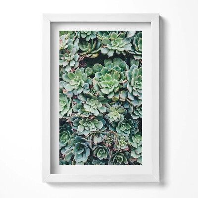 Obraz s rámem elegantní Zelené sukulentní rostliny