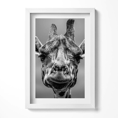 Obraz s rámem elegantní Černá a bílá žirafí hlava