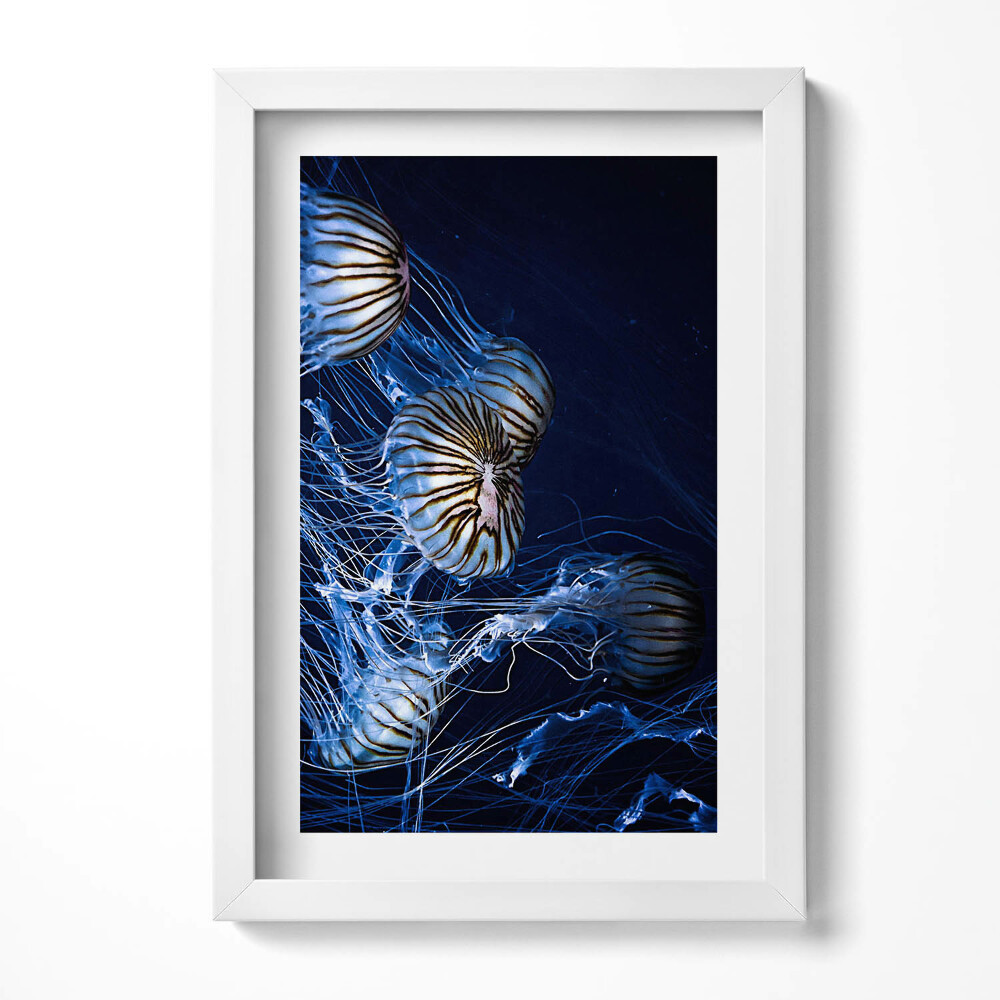 Obraz s rámem elegantní Modré medúzy ve vodě