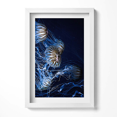Obraz s rámem elegantní Modré medúzy ve vodě