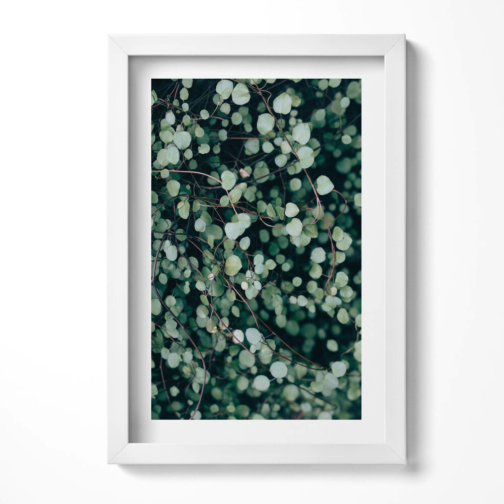 Obraz s rámem elegantní Drobné listy rostliny