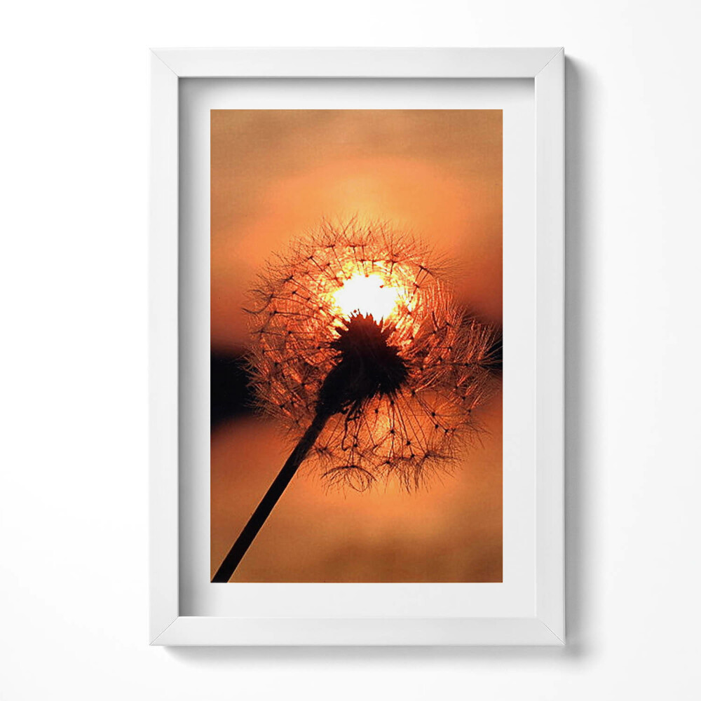 Obraz s rámem elegantní Pampeliška při západu slunce