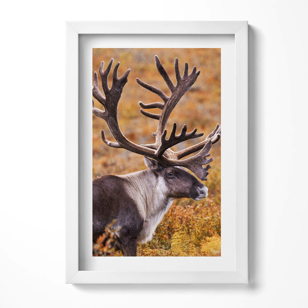 Obraz s rámem elegantní Zvíře - jelen v poli